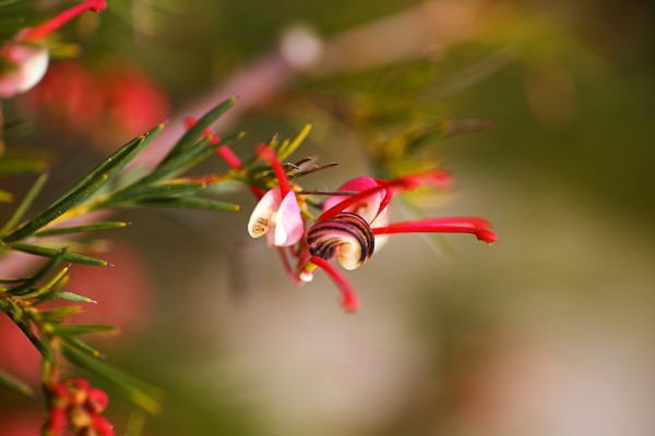 Grevillea Rosmarinifolia Bloom by Joy Watson